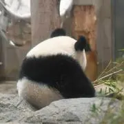 keiパンダの画像
