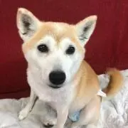 あや