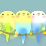 インコの画像