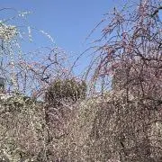 べるるべ