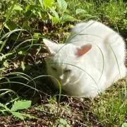 たまき