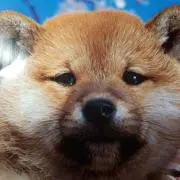 かこCの画像