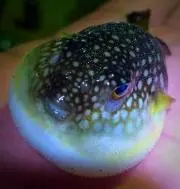 かっちゃん