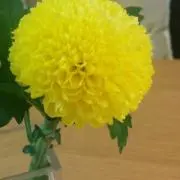 ryo