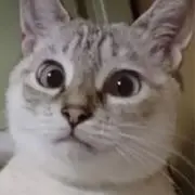 まるの画像