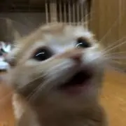 きなこ