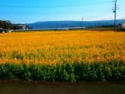 ZIG ZAGの画像