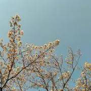 こももの画像