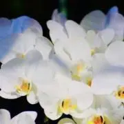 パナの画像
