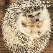 マサムルの画像