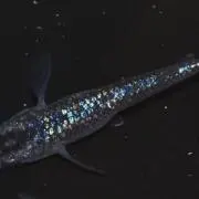 たかやん
