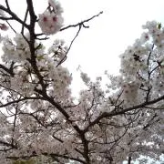 PONTAの画像