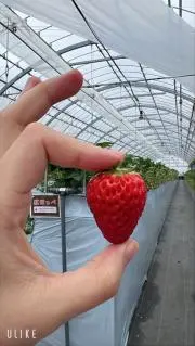 お値下げ不可＊チョコチップの画像