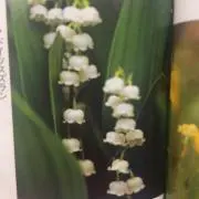 すずらんの画像