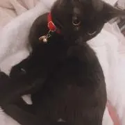 ぷりん