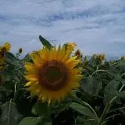 りりん♪の画像