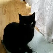 タンゴ