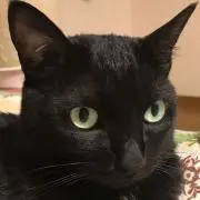 くろねこさんの画像