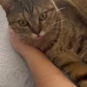 ああの画像