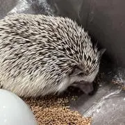 あんまんの画像