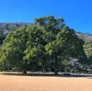 豆助の画像