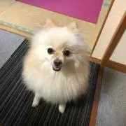 コウ