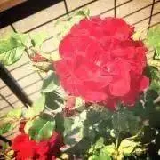 20 《匿名配送》の画像