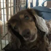 あわ