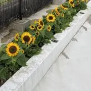 ミロ☆割引希望はコメントへ☘️の画像