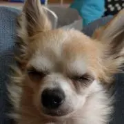 かんちゃんの画像