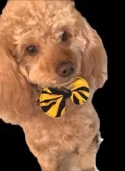 Riku