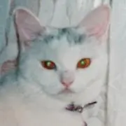 まよショップの画像
