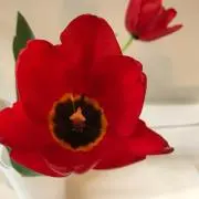 kalilinの画像
