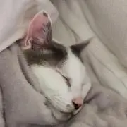 猫猫の画像
