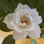 もも