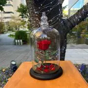 kuroの画像