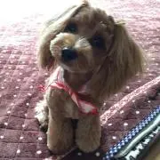かんちゃんの画像