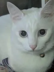 あぼしゅの画像