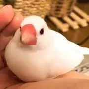 ちまきの画像
