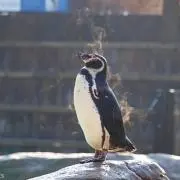 ひよこ  プロフ必読!! 元コッシー！