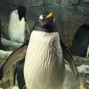 ゅぅ