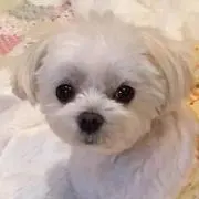 フェイエリ