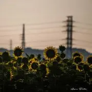 ゆーきの画像