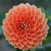 GUNの画像