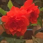 らかの画像