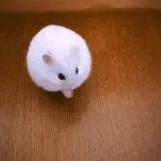 ぷくの画像