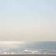 パキラの画像