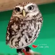 まじょこの画像