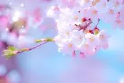 Sakurakomachi