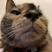 ネコ番長の画像